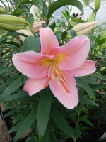 [5237 Fenice 2N No02.JPG]